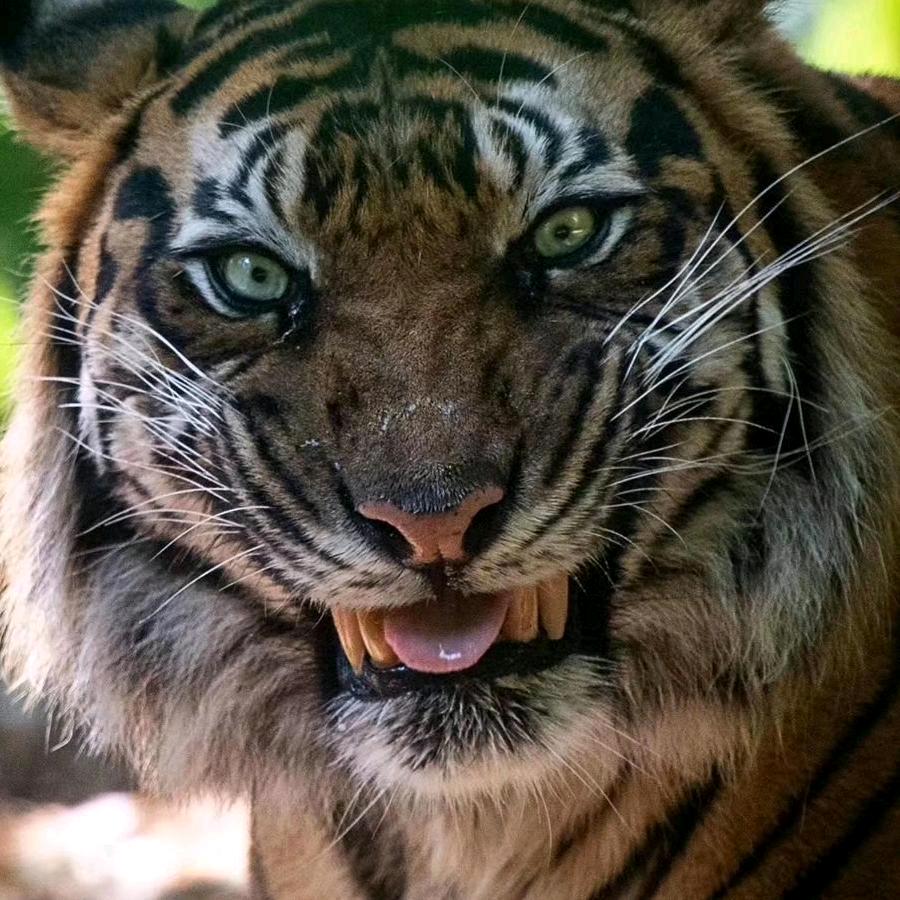 平安喜乐，万事胜意