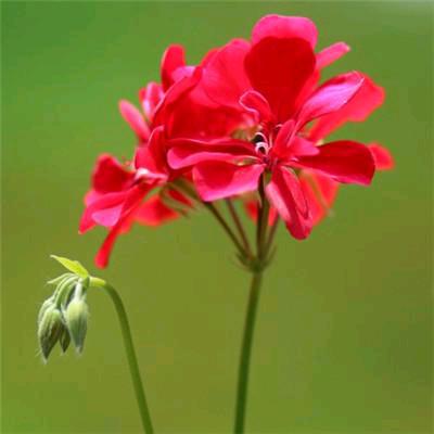 聚美花卉