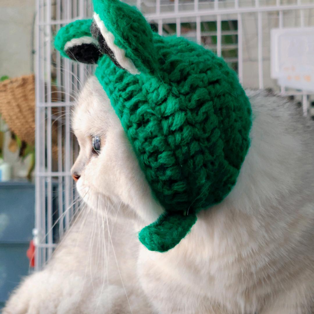 蛋挞是只猫