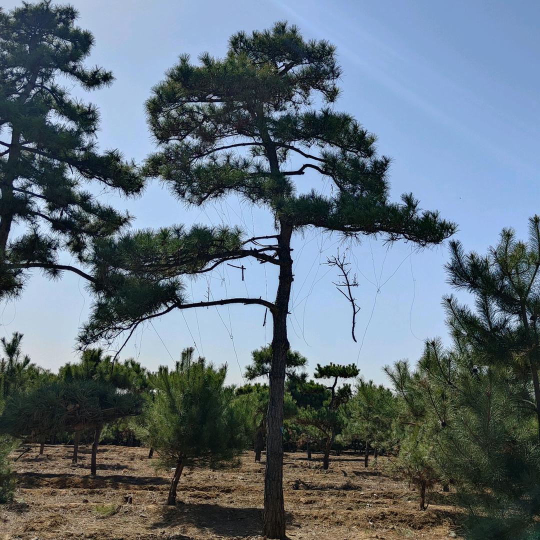 高大福