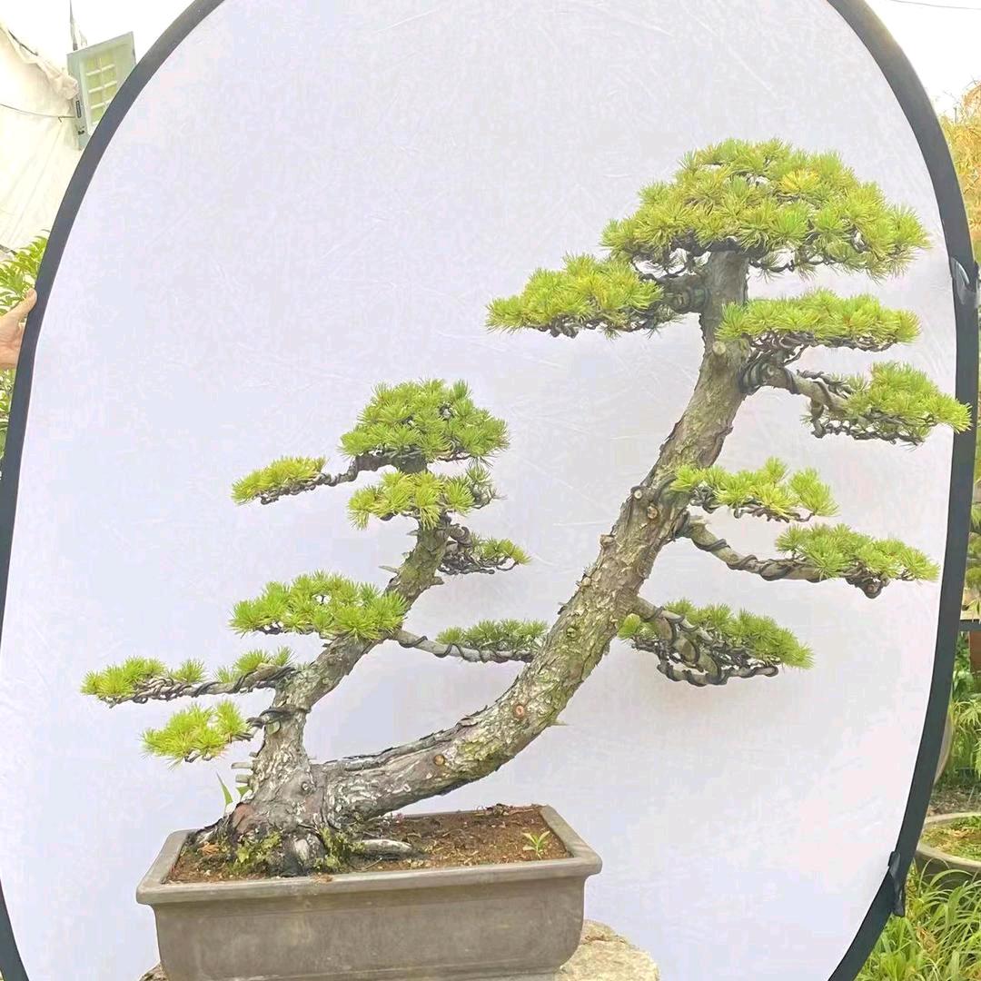 金牛园林绿化