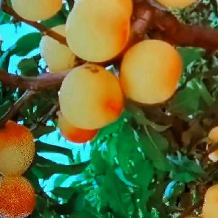 快乐一家