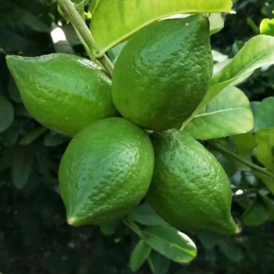 肥彪相约“柠”