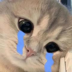 🌈AAA绝赞美貌二传菅原哥