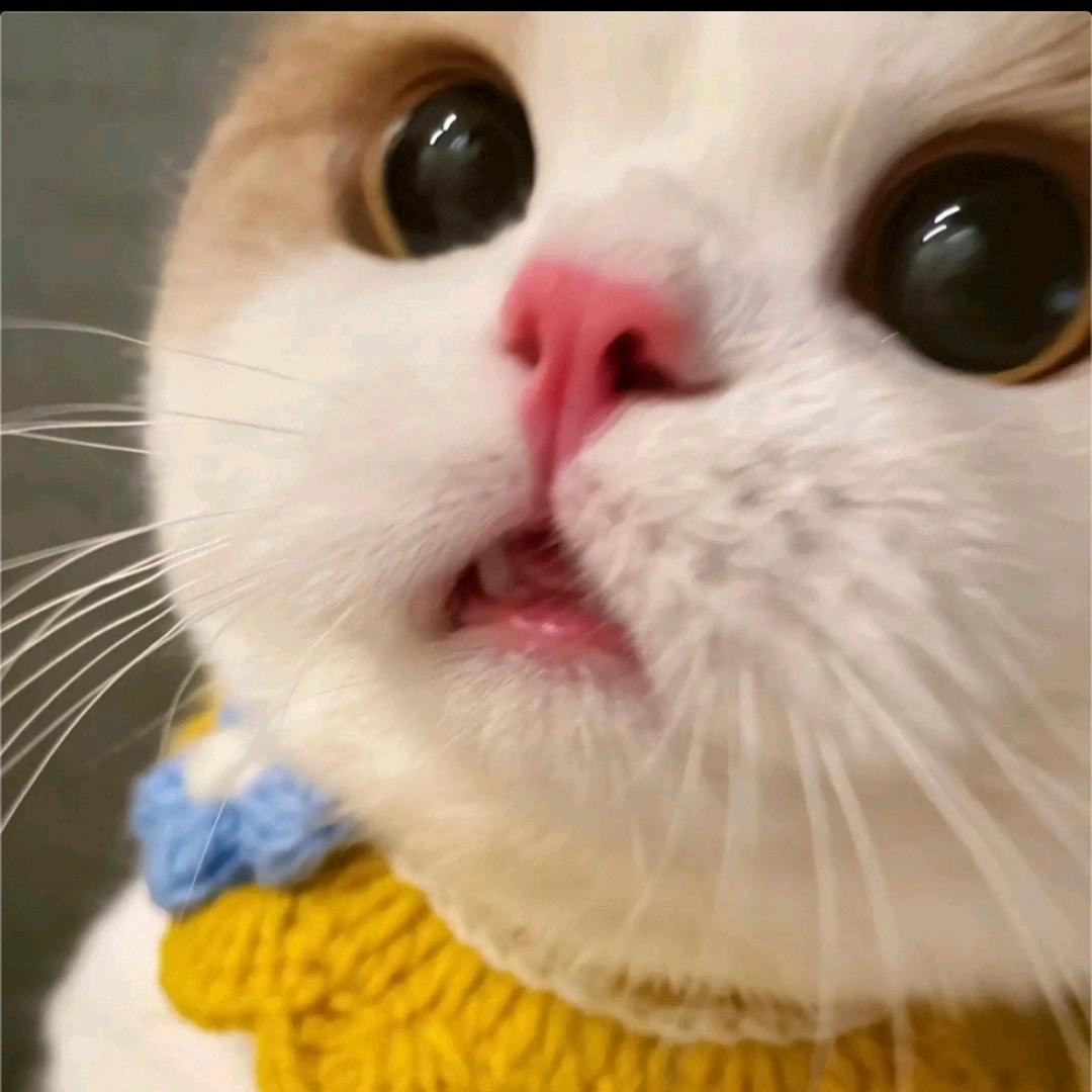 九影玄灵