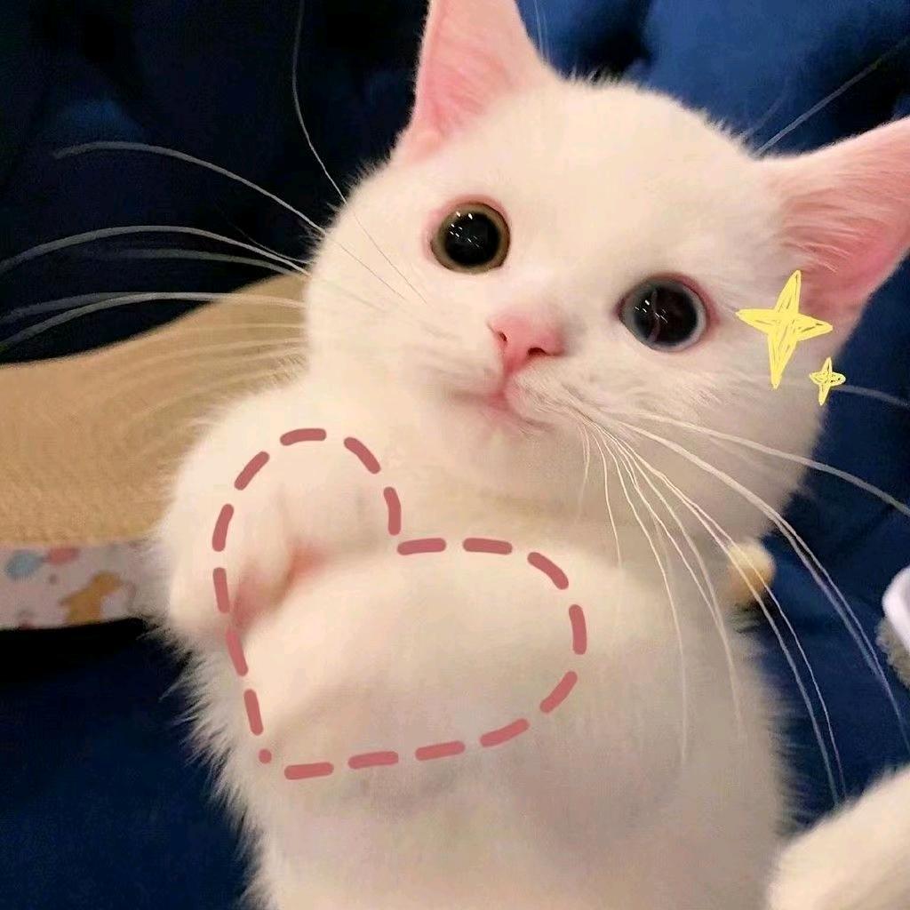 宠物