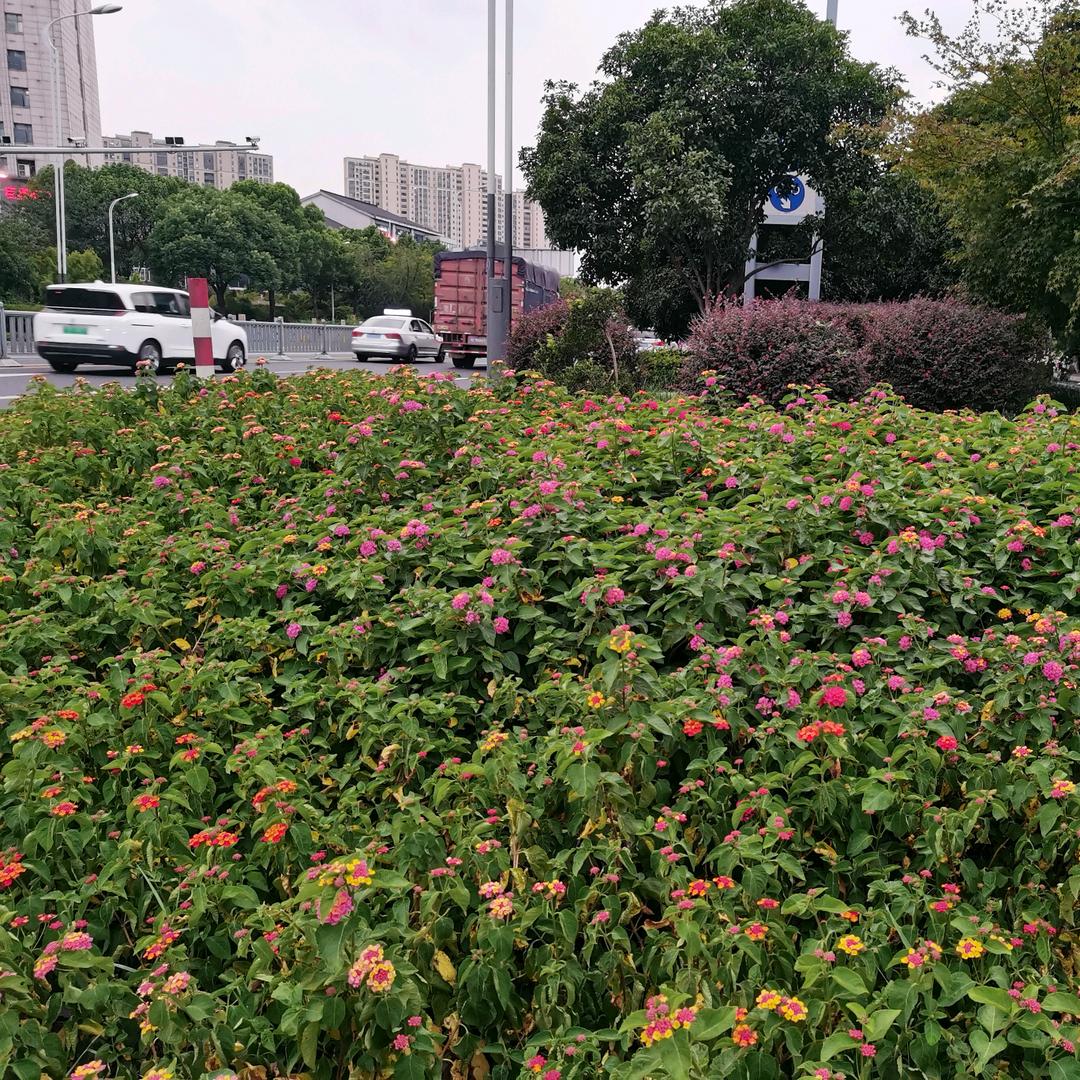 爱我就给我点赞