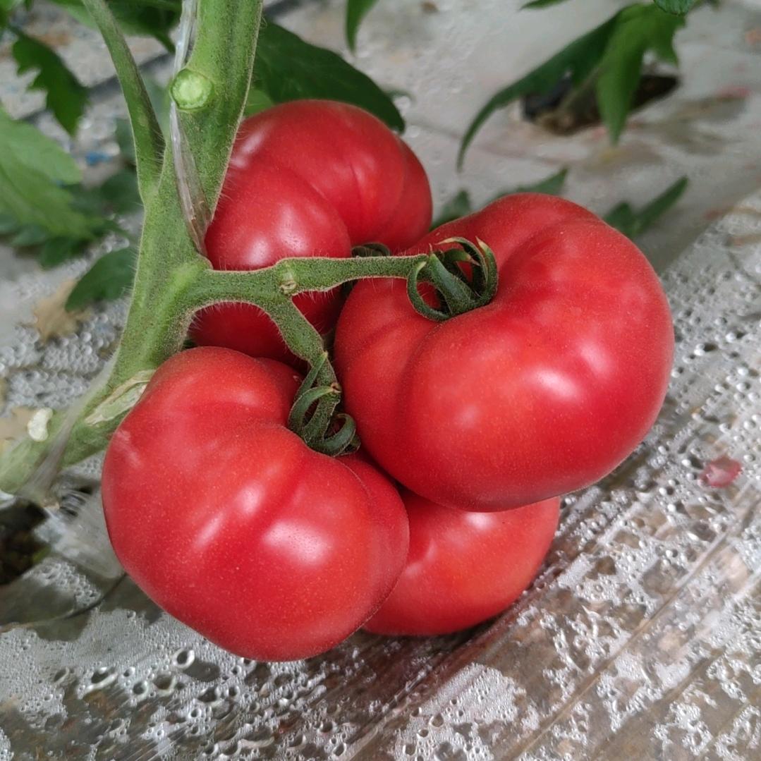 高辉@🍅主打口感型番茄🍅@超市专供
