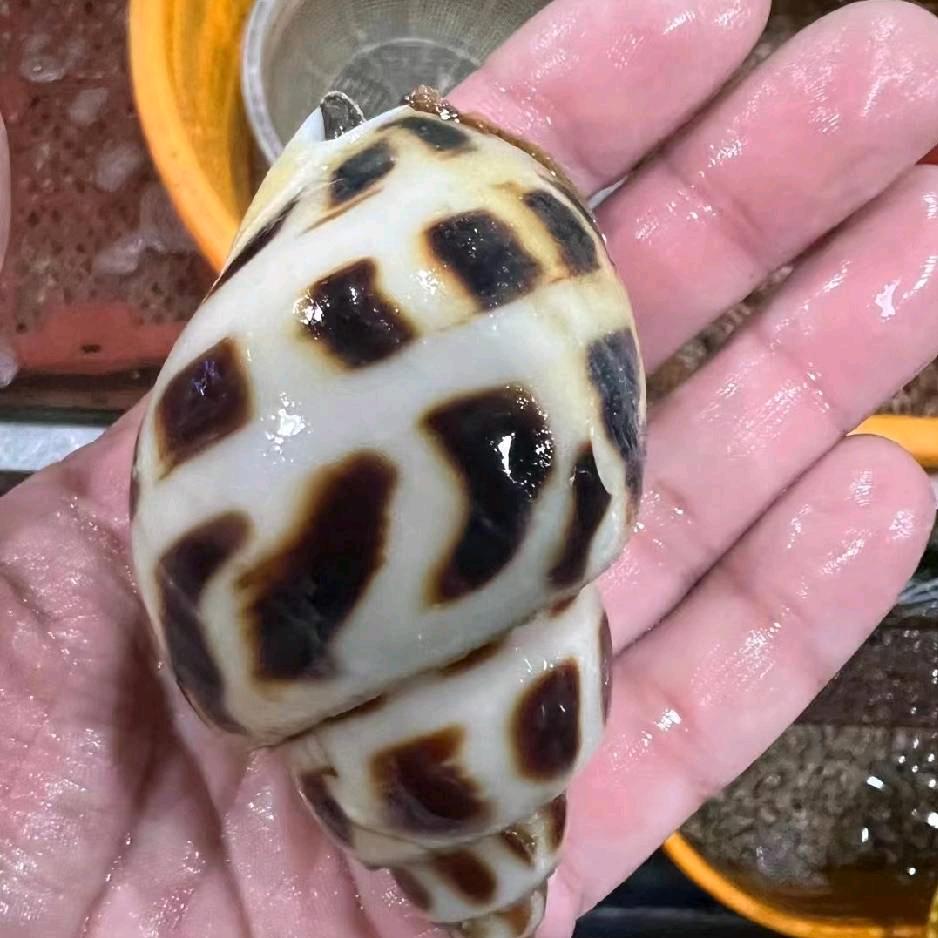 灵芝孢子粉/收购东风螺