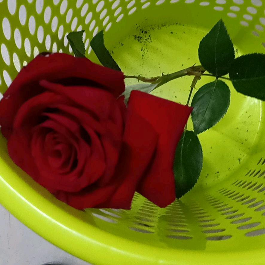 逆流而上的鱼☆