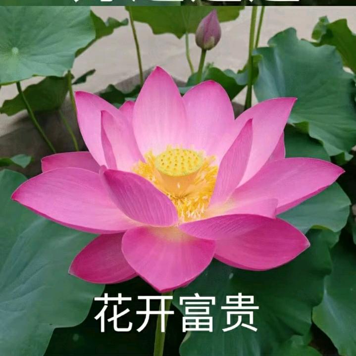 花开富贵哥