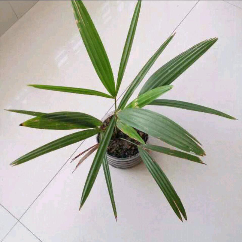 细雨连连
