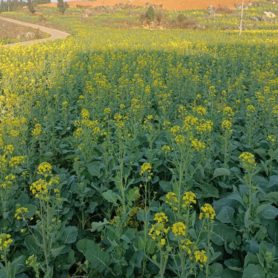 人生难得几回醉