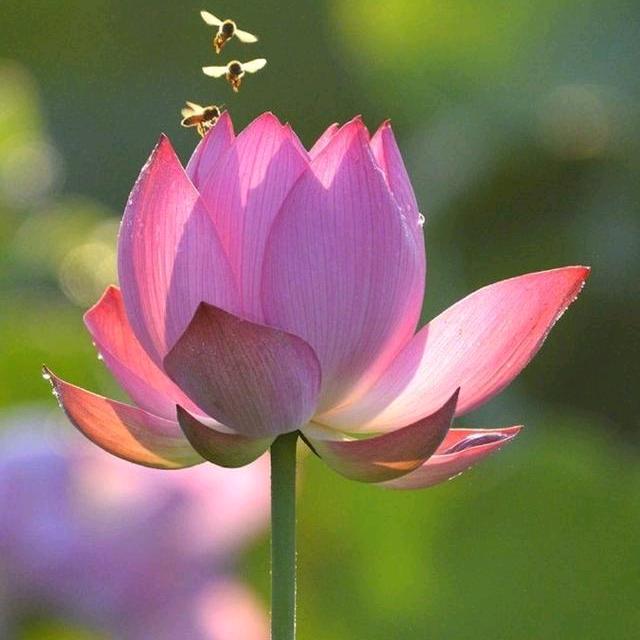 @阿拉