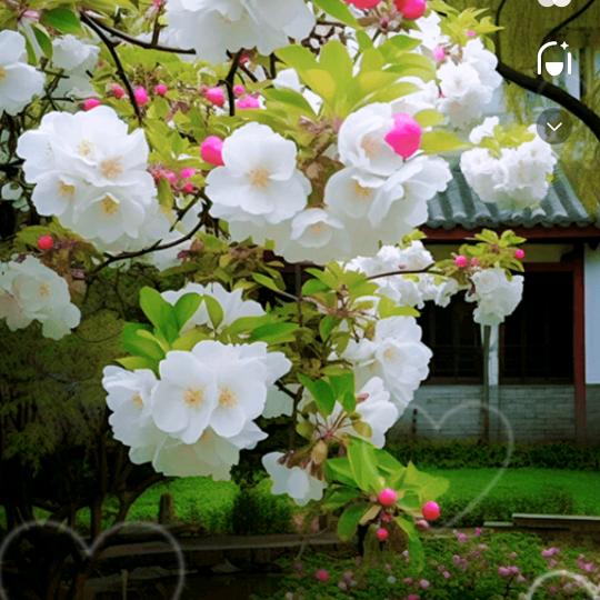 玉兰