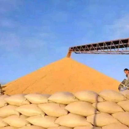 常年收购玉米小麦🌾