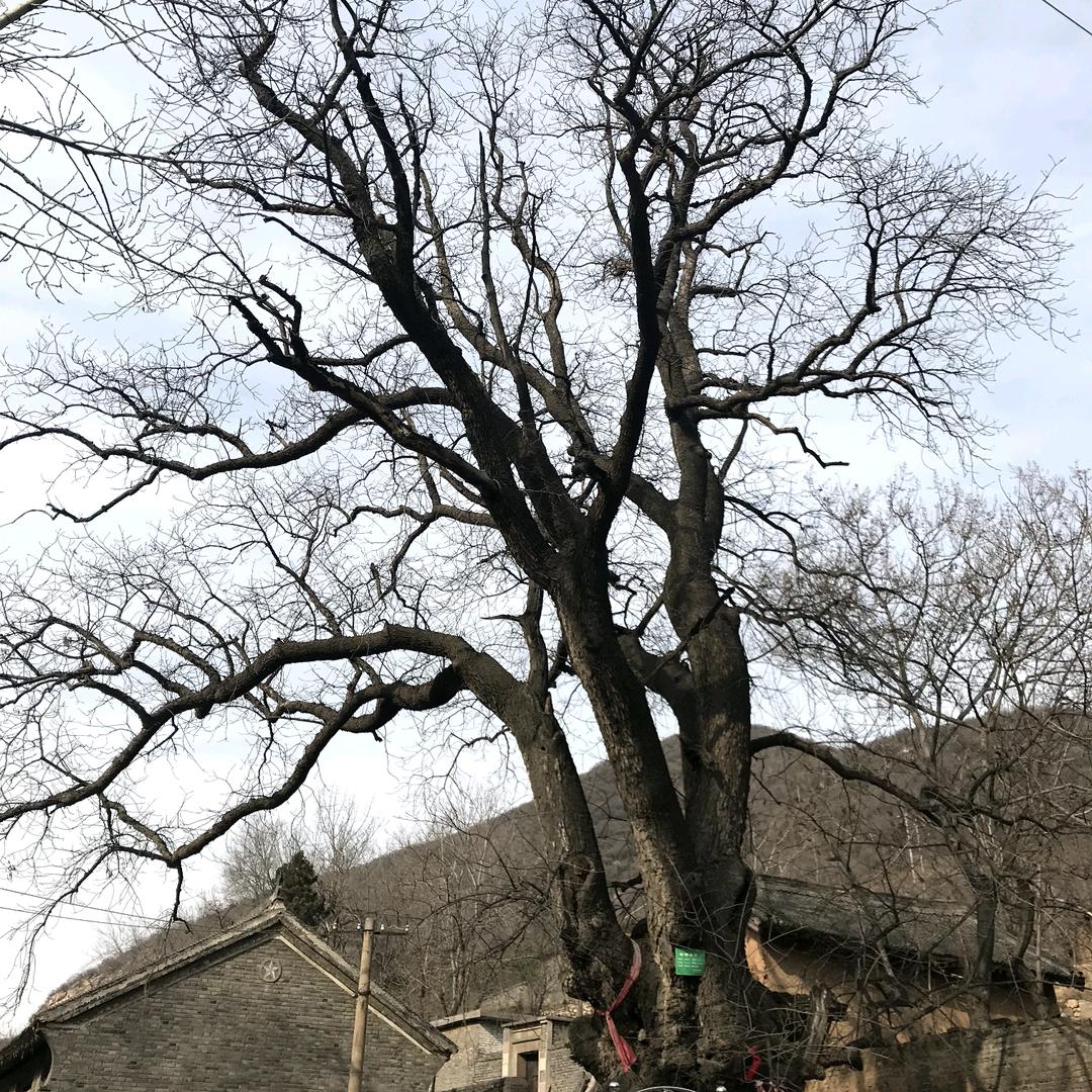 心静烟直