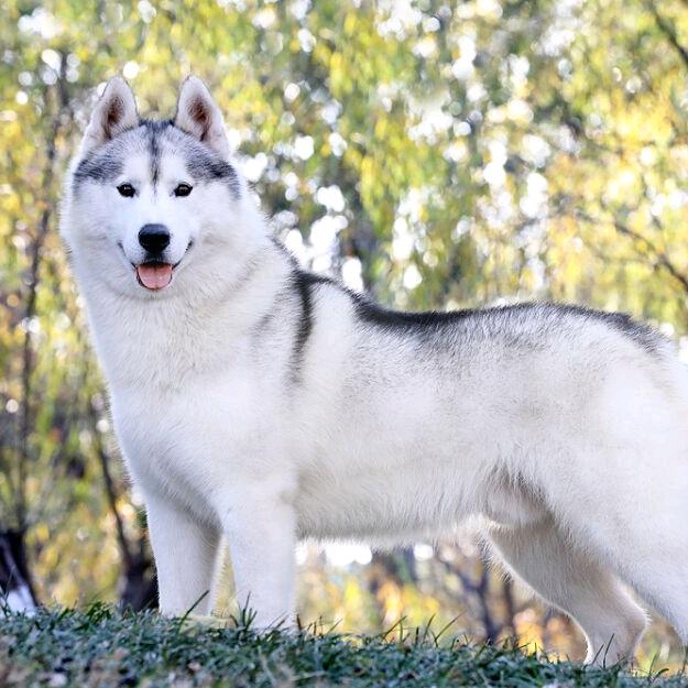 &騎狼 🐺 逛方山&
