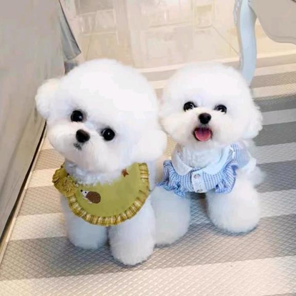 小小哥