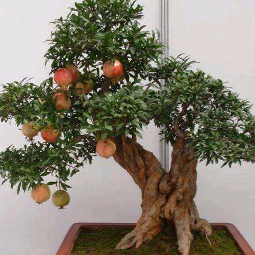 峄城区榴花韵盆景园