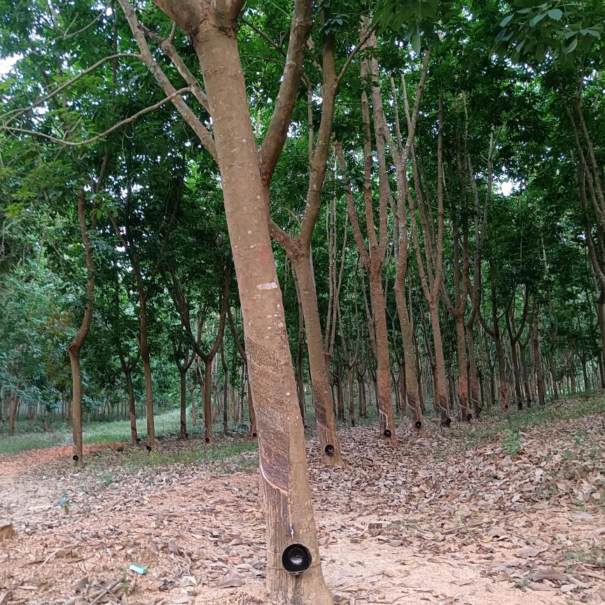ઈ心之所向ꦿ༊