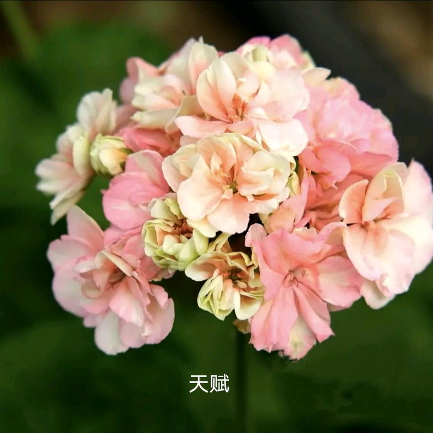 青州纸鹤花卉园艺