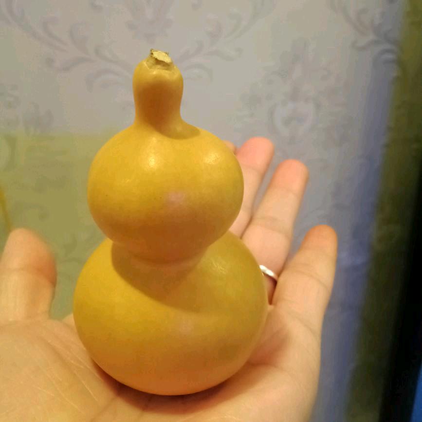 玫瑰