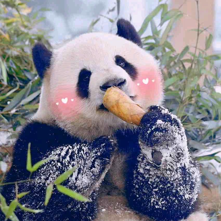 呼噜猫