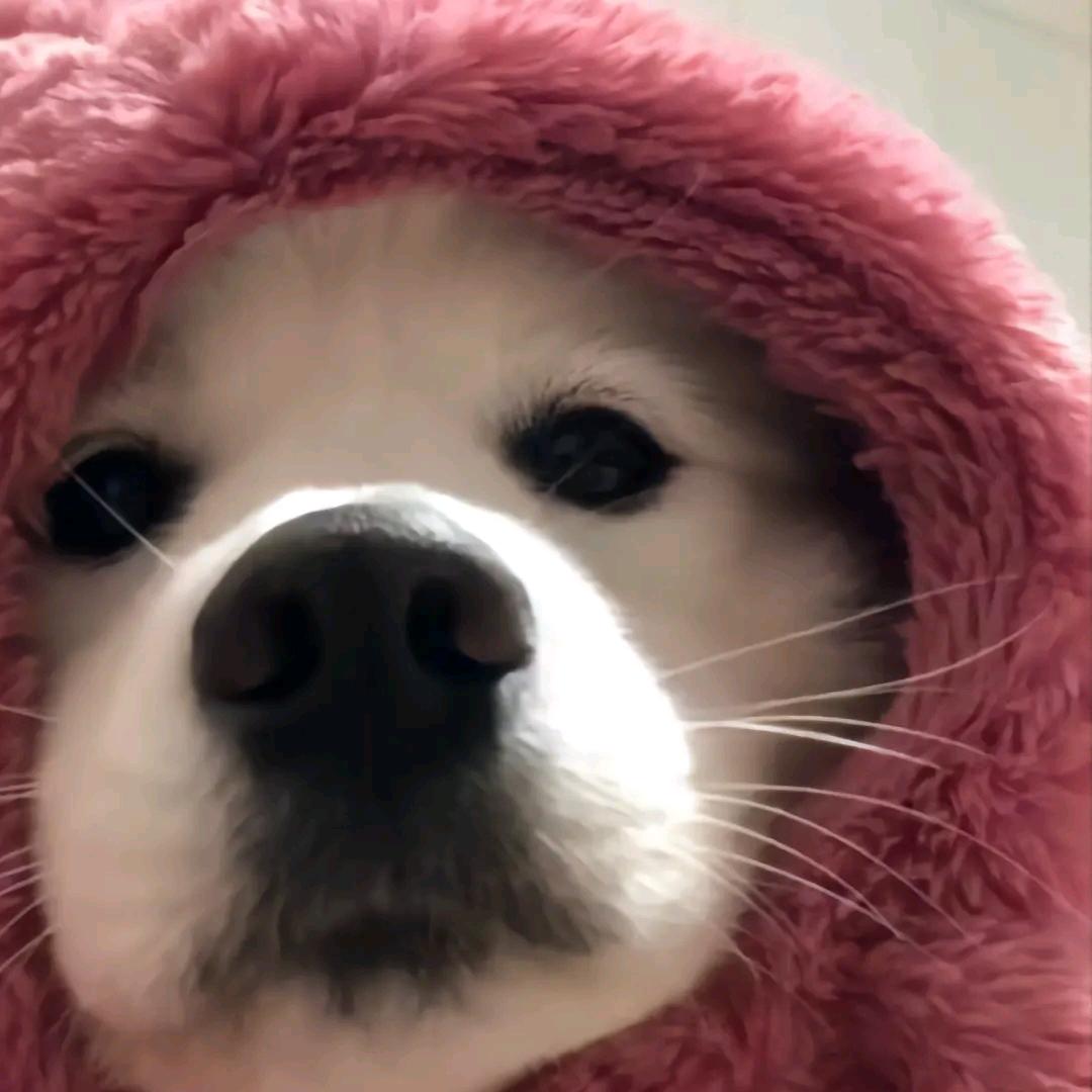 等我逢一场春