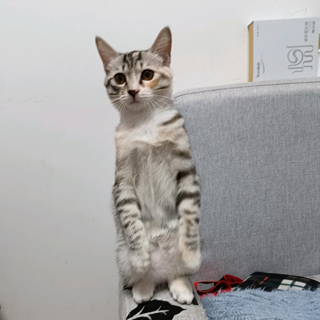 周奶猫