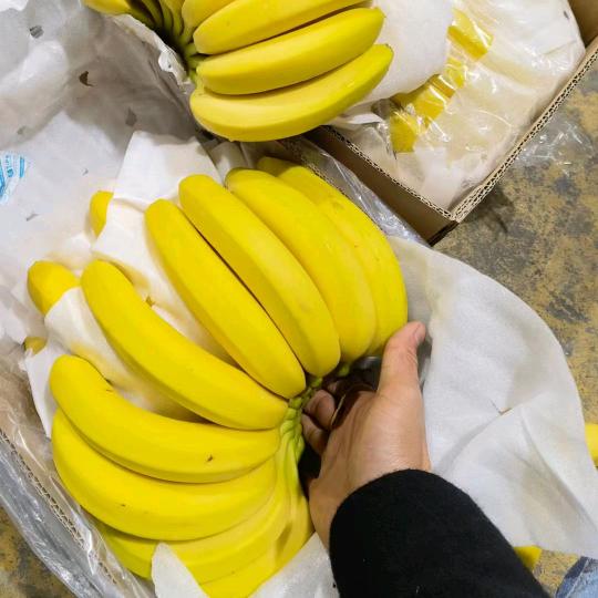 乐宇进口香蕉批发