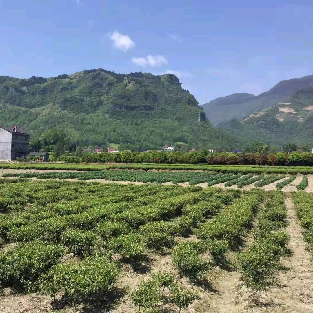 唐宁街10号