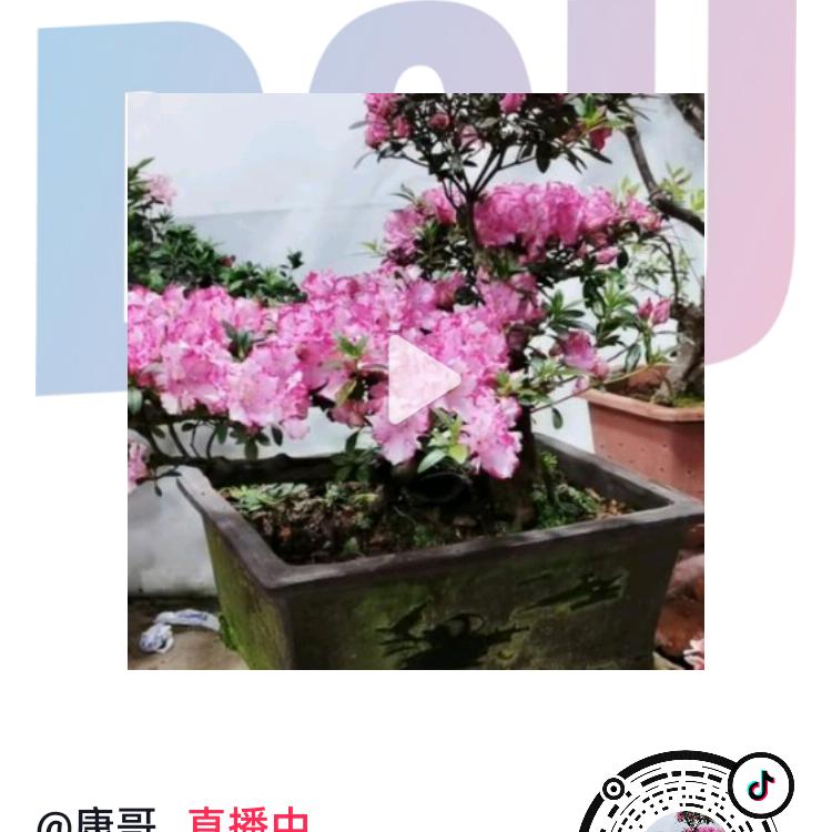 康哥哥