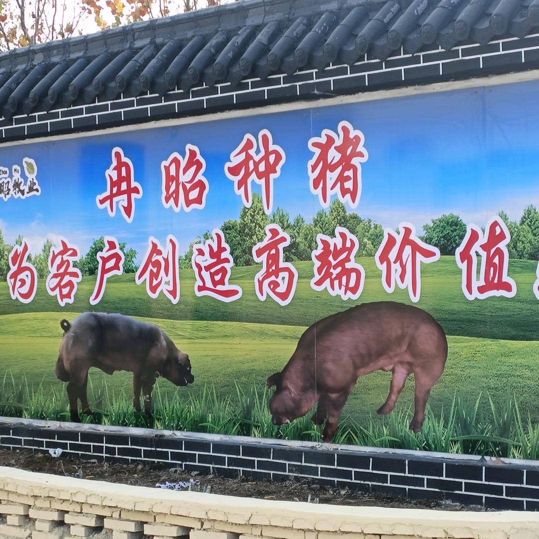 冉昭牧业@高端杜洛克