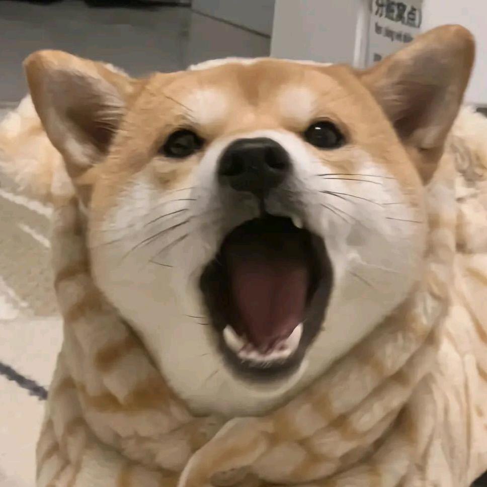 猪得儿啊屎