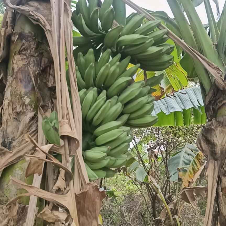 东周科目三模拟吴教（60/圈）