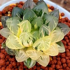 金刚园艺专营店多肉基地