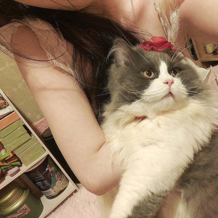 🐷元宝是只猫