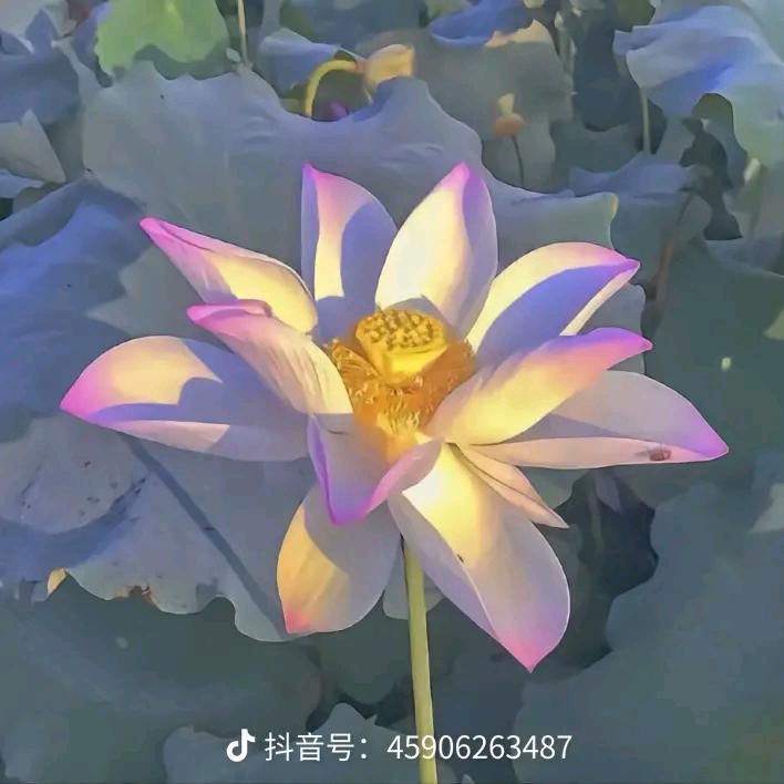 幸福人生每一天