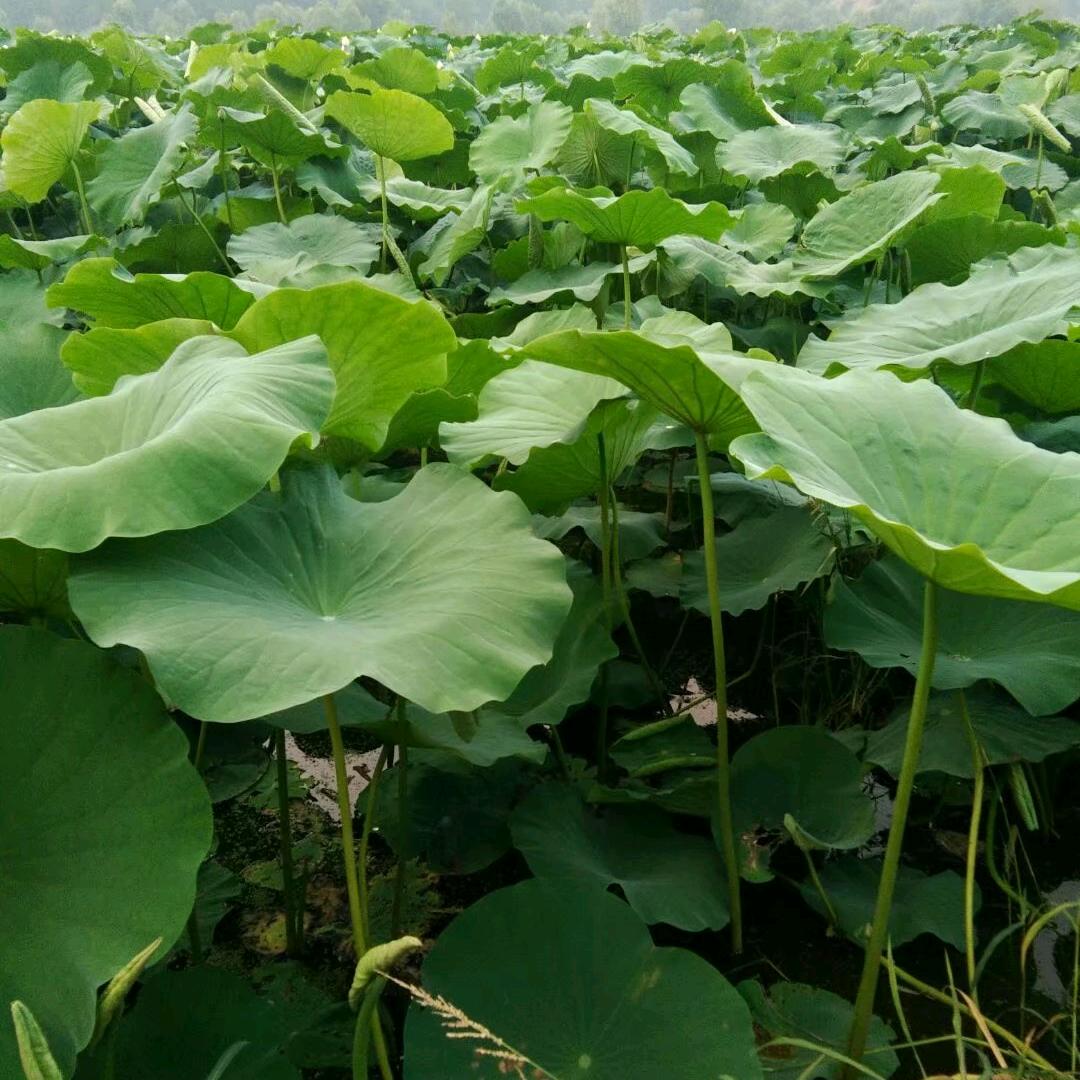 靳欣干菜商行，曳狼鼓舞队