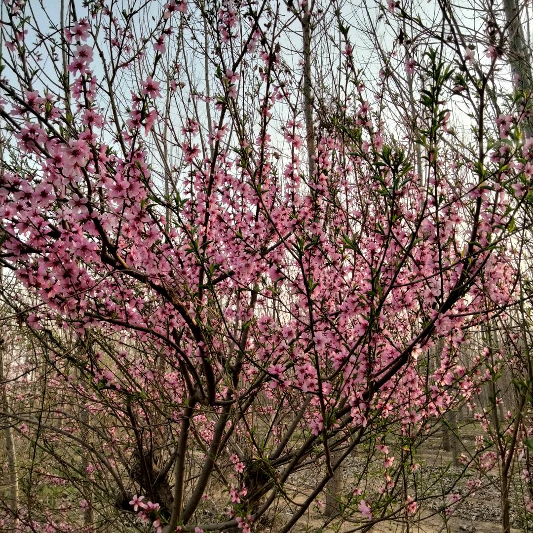 春暖花开.