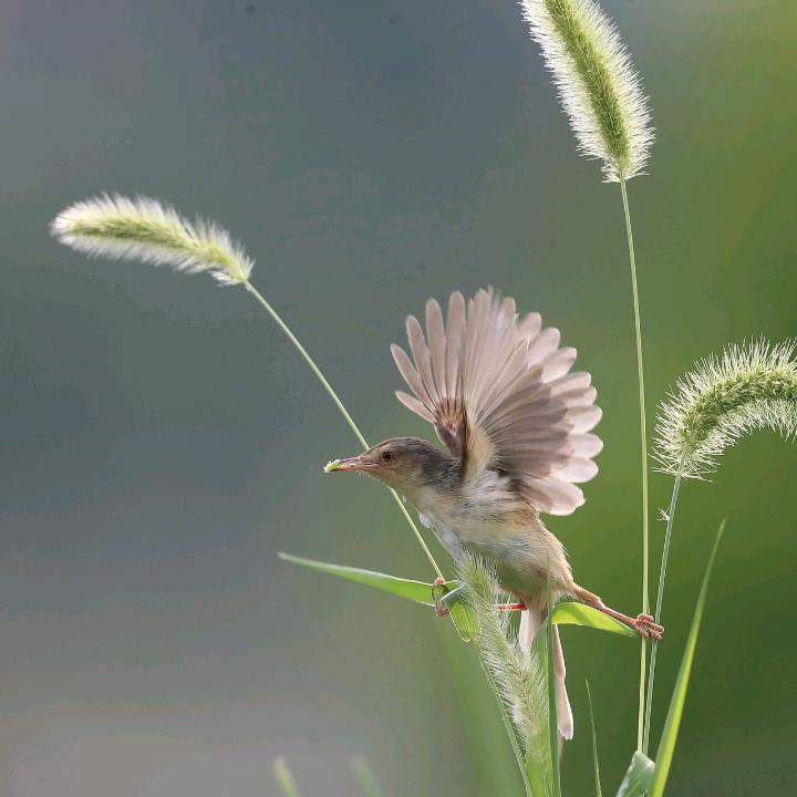 覌渔