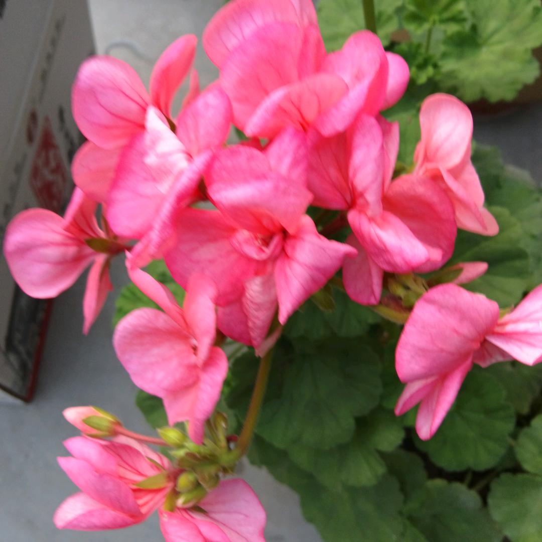 老历的幸福生活