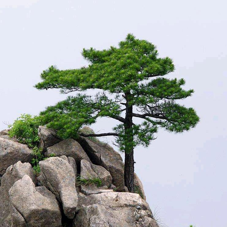 一棵不老宋