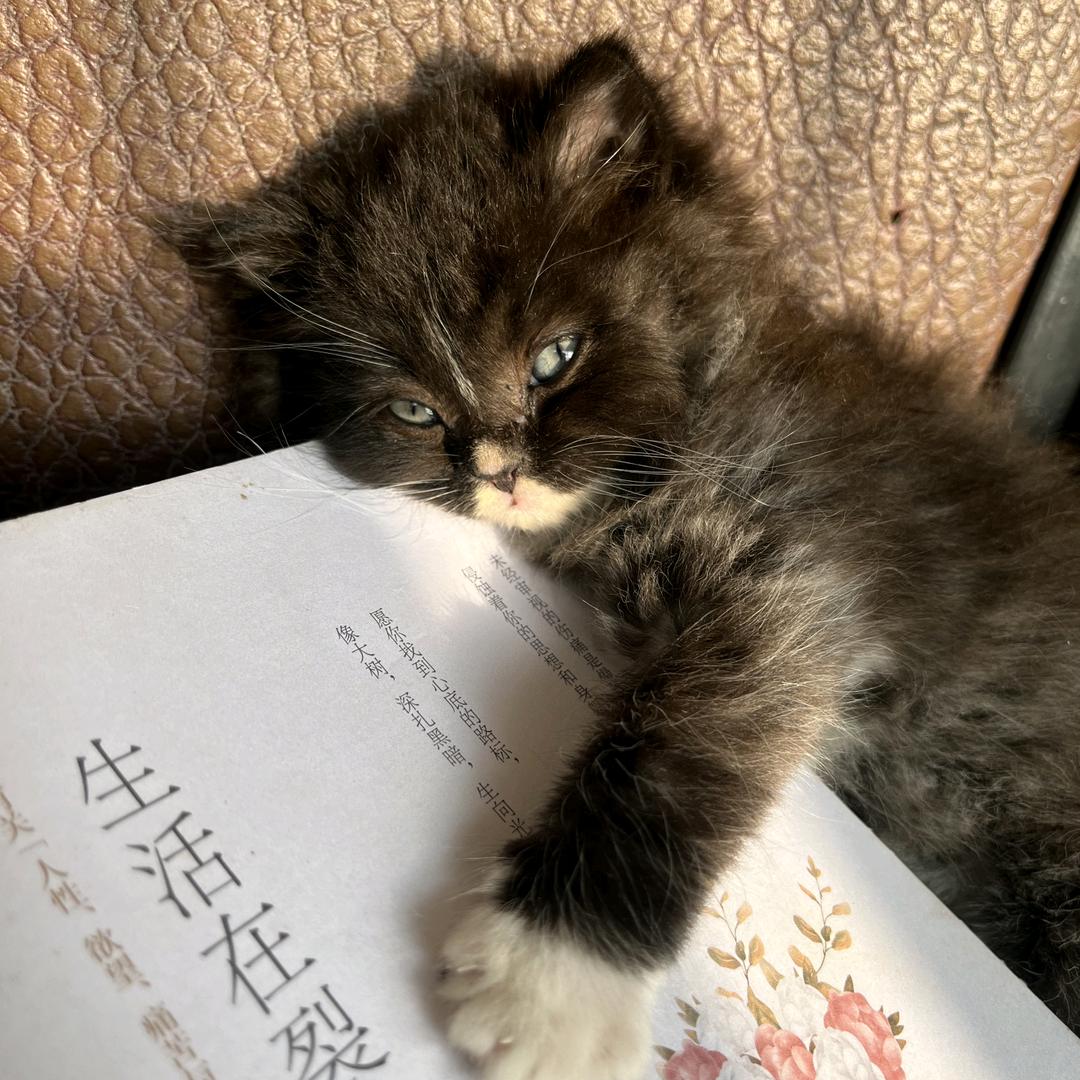 醉里挑灯看得见