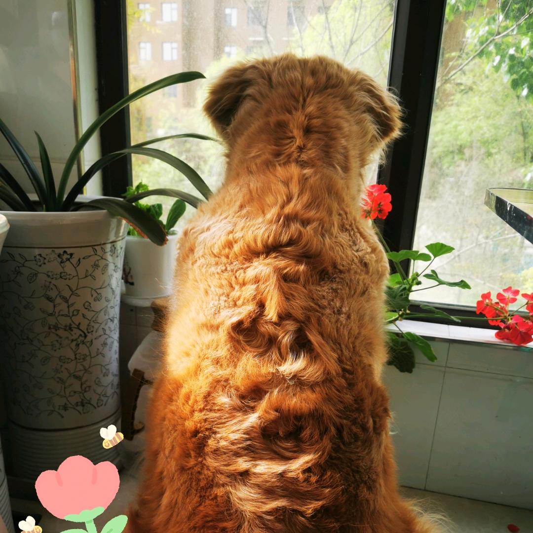 如意如意随我心意