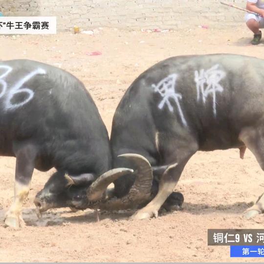 零距离挖机出租