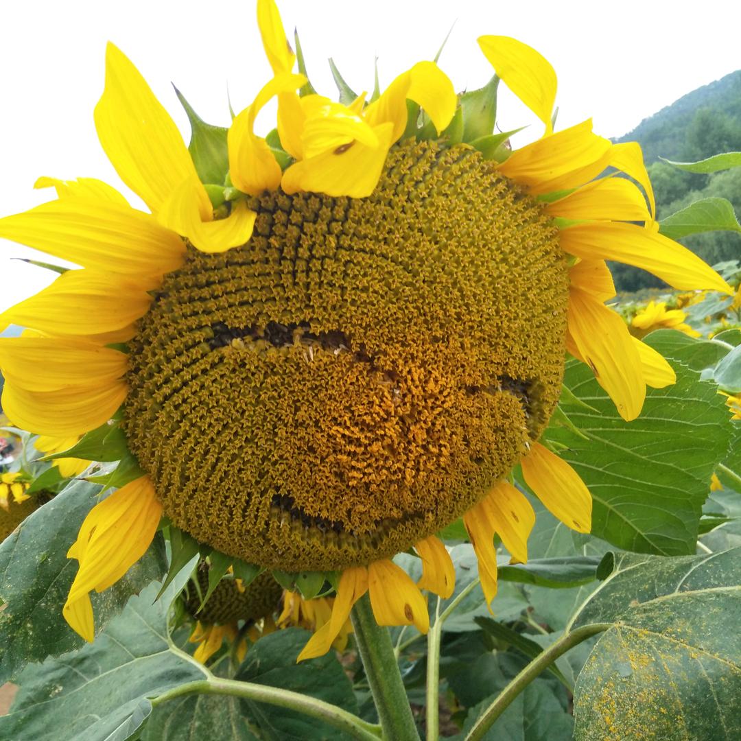 好运来