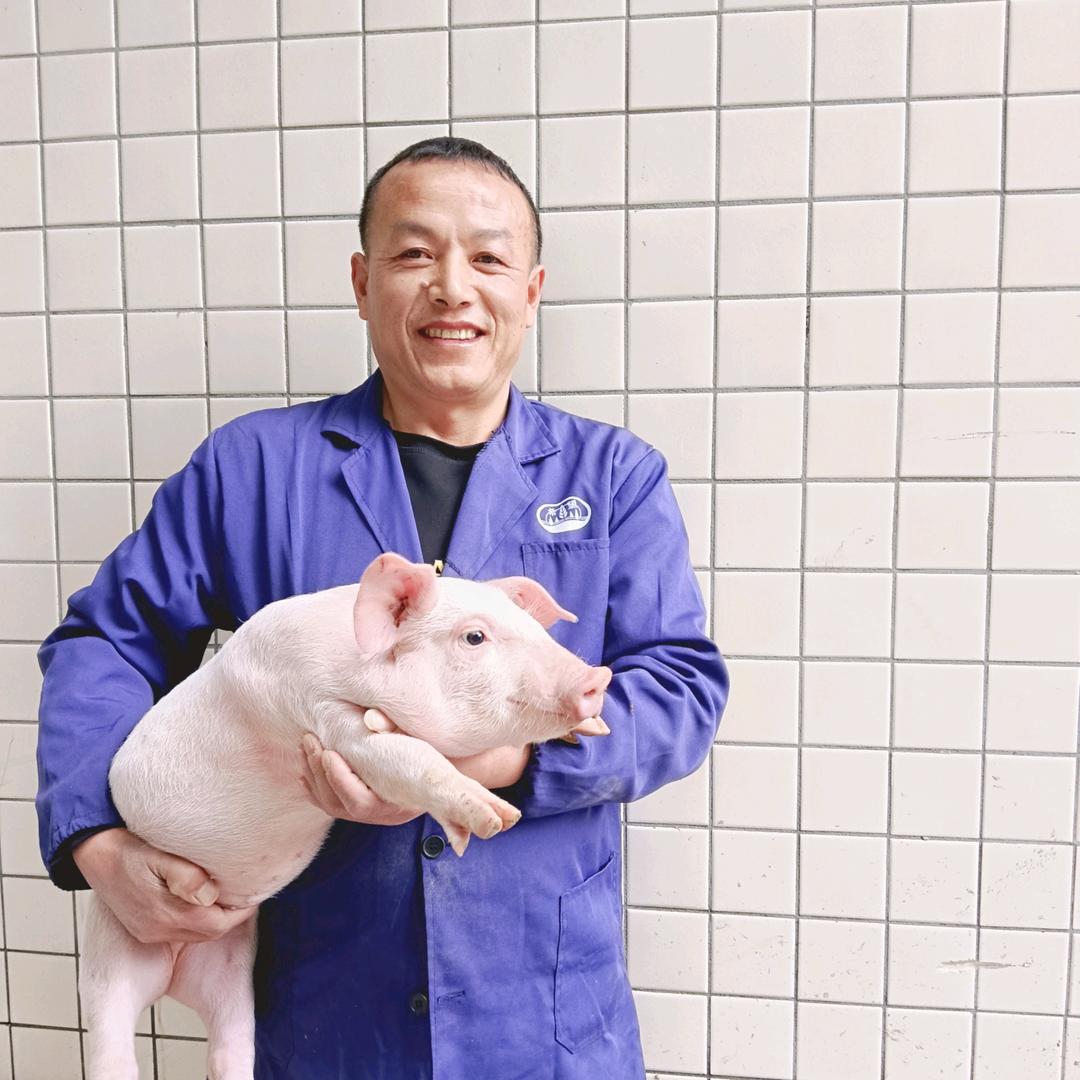 费四饵的收猪日常🐷