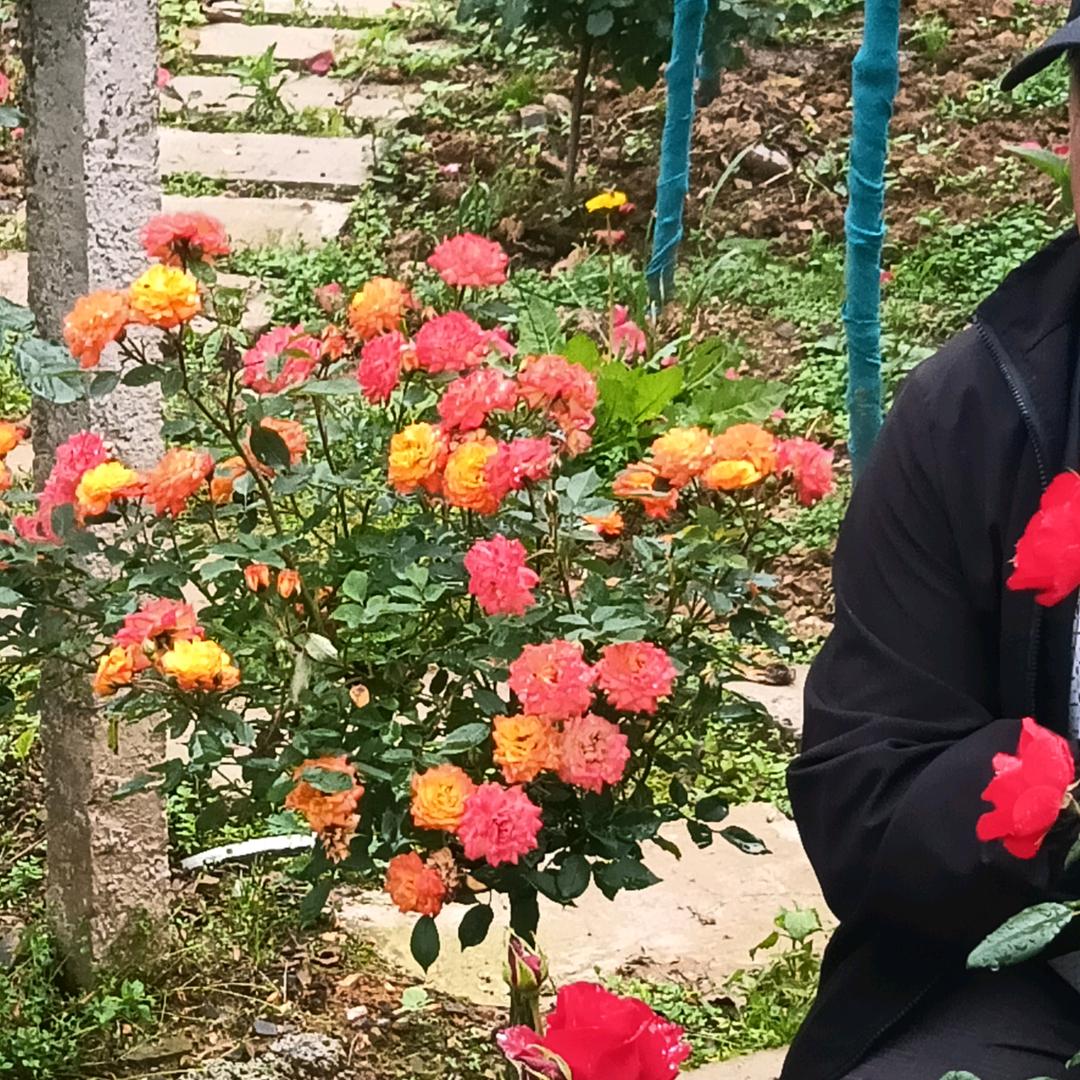 月季花园